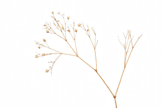 Delicate Dried Babys Breath Stem with Small White Blossoms