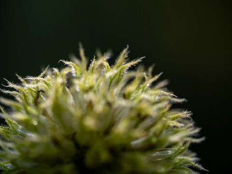 Close-up the seed of a Tridax Daisy flower when withering