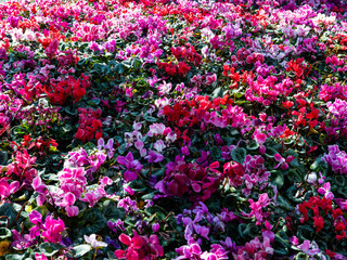 Fototapeta premium Colorful Cyclamen Flowers in a Garden Bed