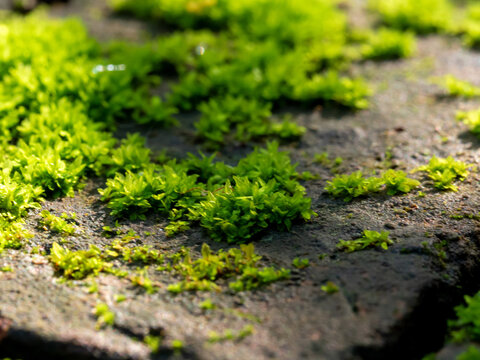 Fresh green moss that grows cover on moist stone