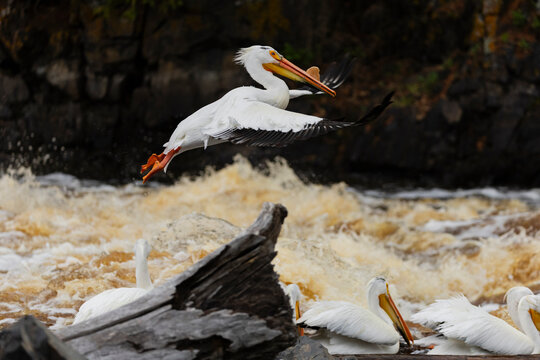 American white pelican landing over river rapids