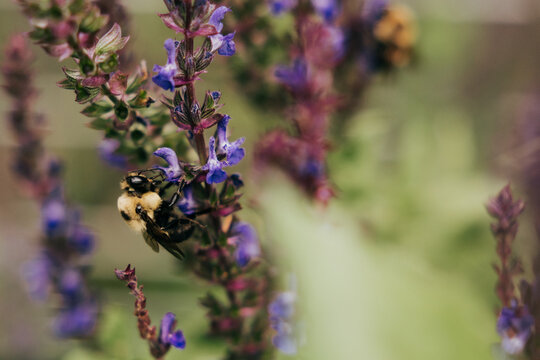 Bumblebee gathers nectar from a purple flower