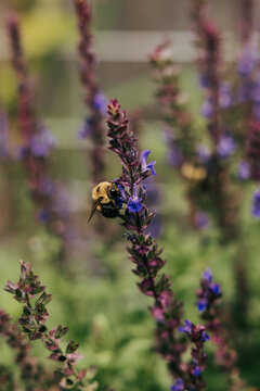 Fuzzy bumblebee gathering nectar from a purple flower