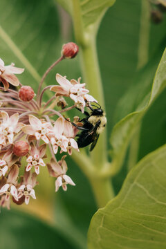 Bumblebee gathering nectar from a pink milkweed flower