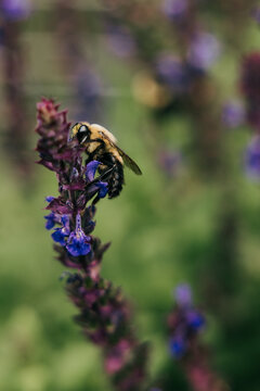 Fuzzy bumblebee collecting nectar from purple flowers