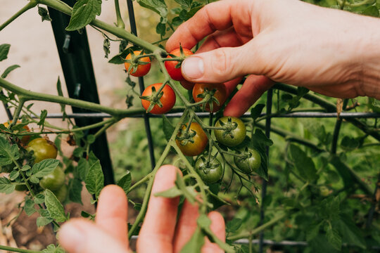 Hands picking ripe cherry tomatoes from a vine