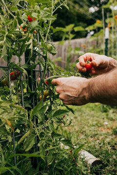 Man picking ripe red cherry tomatoes from vine