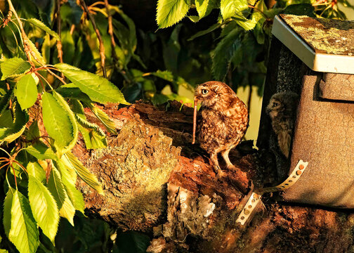 Steinkauz (Athene noctua)