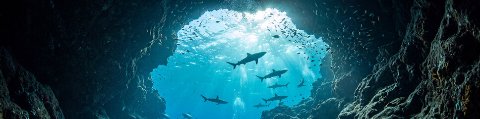 Obraz premium Underwater view looking up from inside a dark marine cave at sharks swimming near the sunlit ocean surface