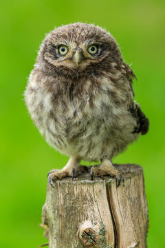 junger Steinkauz (Athene noctua) 
