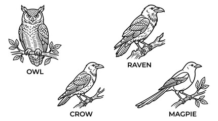 Obraz premium Set of Birds: Owl, Crow, Raven, Magpie - Vintage Illustration Style