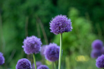 Fototapeta premium Like a purple constellation suspended above the garden, Allium 'Globemaster'. Allium 'Globemaster', a ornamental onion with a large spherical head of densely packed violet-purple star-shaped flowers. 