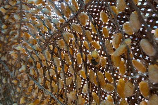 Yellow silkworm cocoons attached to a traditional woven bamboo frame during the sericulture harvest process.