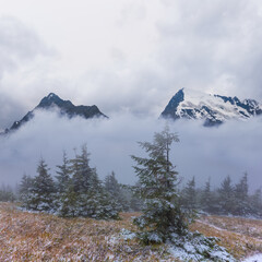 green mountain valley with fir forest in dense mist and clouds © Yuriy Kulik