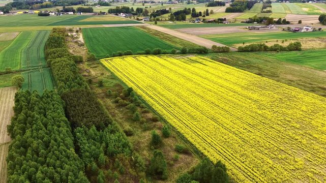Aerial view of blooming yellow rapeseed field