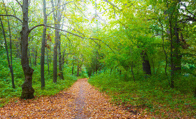 Fototapeta premium ground road covered by the red dry leaves among the forest