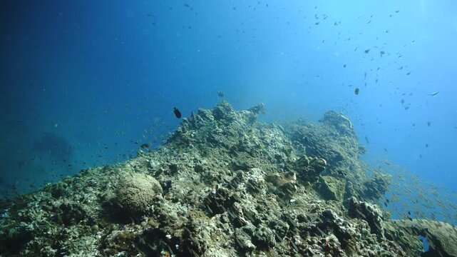 Beautiful school of fish at a coral reef. Underwater videoclip from a scuba dive
