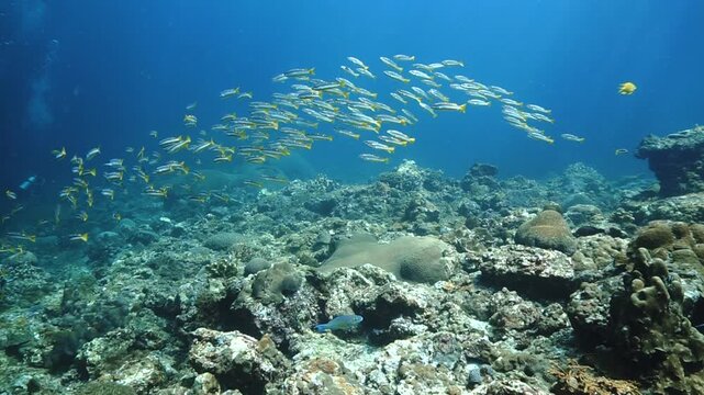 Beautiful school of fish at a coral reef. Underwater videoclip from a scuba dive