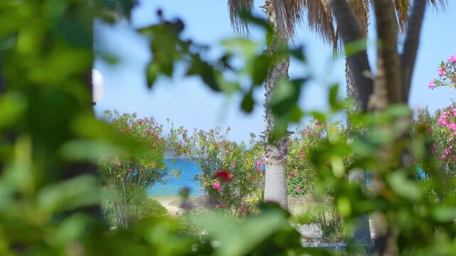 A calm beach scene with a single tree overlooking turquoise waves in 4K slow motion 60fps