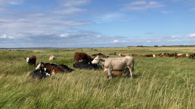 Ruminating Cattle in a Wetland Landscape with the &Ouml;resund Bridge on the Horizon