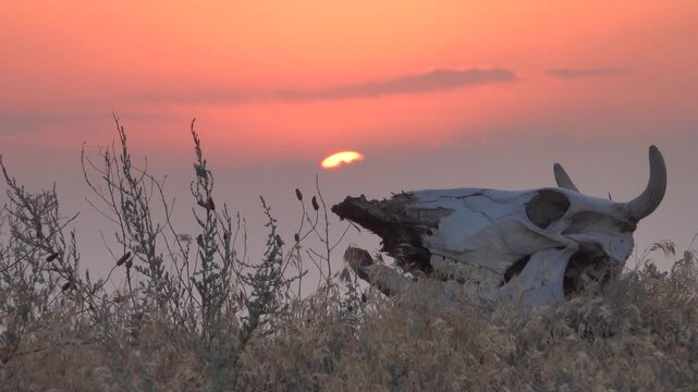 A bull's skull on top of a steppe mound against the rising sun. A symbol of royalty and eternity
