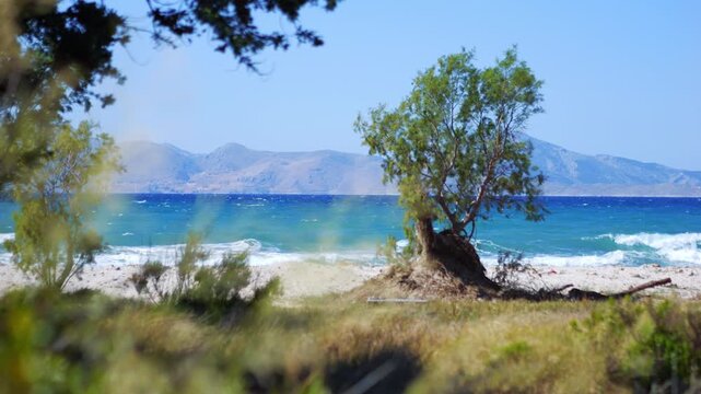 A calm beach scene with a single tree overlooking turquoise waves in 4K slow motion 120fps