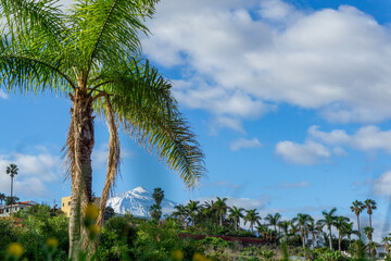 Fototapeta premium Tenerife landscape with palm trees and snowy Mount Teide volcano