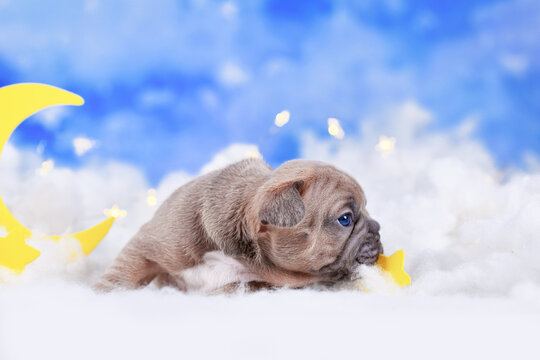Small French Bulldog dog puppy between fluffy clouds with moon and stars