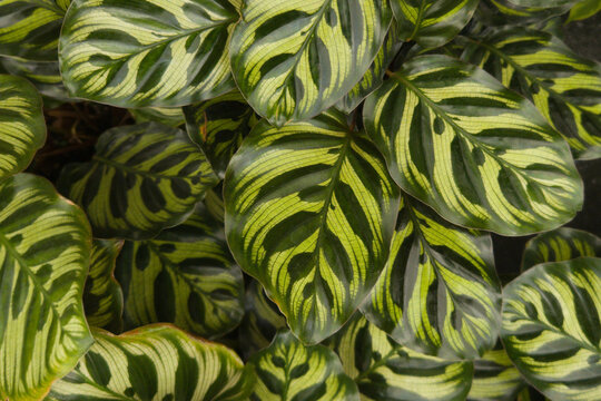 Top view of leaves of 'Calathea Makoyana' Prayer Plant with exotic pattern
