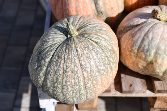Close up of large decorative Cucurbita maxima 'One-too-Many' pumpkin at farmer's market