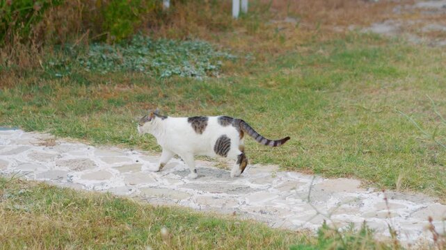 Two animals playfully interacting near the coast, with greenery in the background in 4K slow motion 120fps