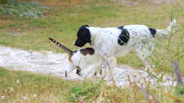 Two animals playfully interacting near the coast, with greenery in the background in 4K slow motion 120fps
