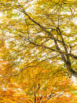 Golden autumn tree canopy with vibrant yellow foliage spreads through the forest, showcasing nature tourism and seasonal beauty at the Predil lake, Julian Alps, Tarvisio, Friuli, Italy, EU region.