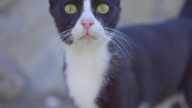 A curious black and white cat exploring its surroundings outdoors in 4K slow motion 120fps
