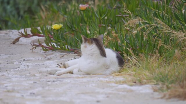 A curious black and white cat exploring its surroundings outdoors in 4K slow motion 120fps