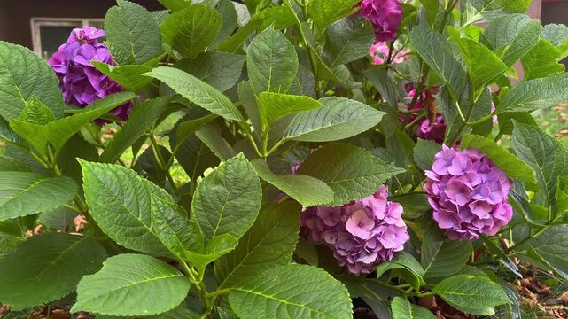 Purple and pink hydrangea bush with lush green leaves swaying gently in a light breeze, creating a beautiful and serene floral background in a garden during spring