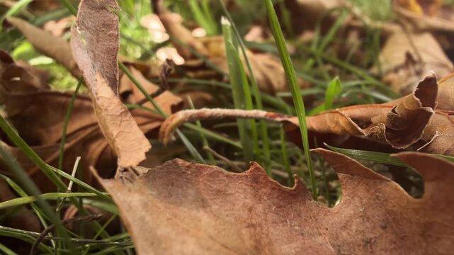 Tiny caterpillar crawling on a brown autumn leaf resting on green grass, a close up of an insect moving slowly in a beautiful natural environment during a sunny day