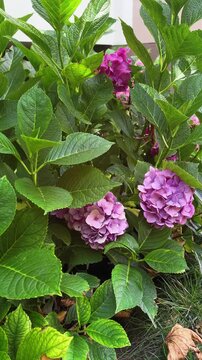 Beautiful blooming purple hydrangea macrophylla flowers with lush green leaves gently swaying in the wind in a serene botanical garden, showcasing natural beauty and flora