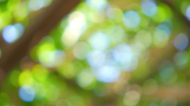 A dreamy bokeh effect with blurred green tree branches and sunlight filtering through in 4K slow motion 120fps