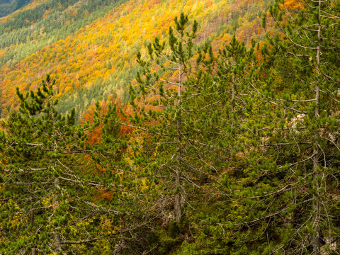 Evergreen pine trees frame a scenic mountain slope covered in vibrant golden autumn forest foliage, representing a nature tourism destination, Sella Nevea,Julian Alps,Chiusaforte,Friuli,Italy.