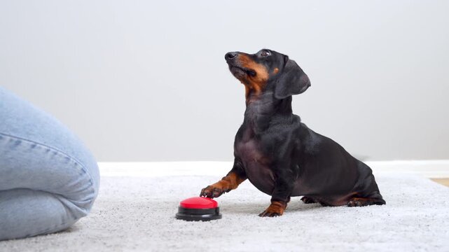 A black and tan dachshund dog presses a red call button with its paw on a carpet indoors, looking up at a seated person, a concept of pet training and communication.
