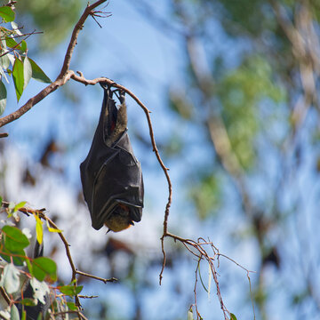 A Grey-headed flying fox fruit bat hanging from a branch Yarra Bend Park, Kew, Melbourne, Australia.