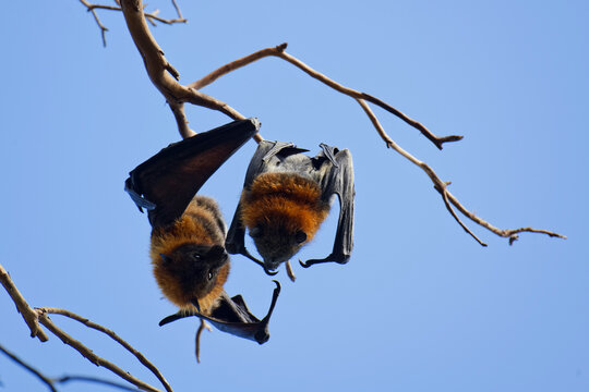 Courting fruit bats in a tree in Melbourne, Australia