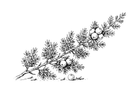 Hand drawn botanical illustration of a coniferous juniper branch with berries and a single berry on ground