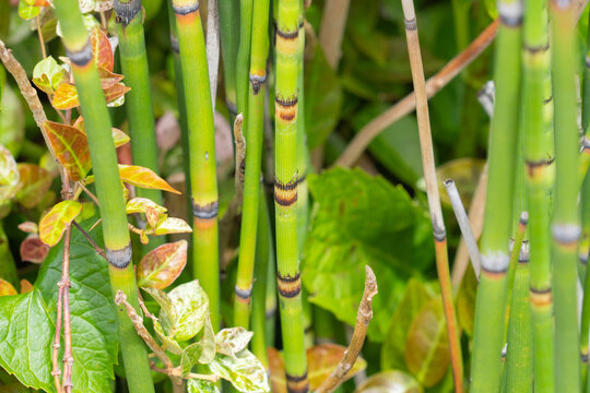 Gros plan sur des tiges vertes et articul&eacute;es de pr&ecirc;le parmi le feuillage du jardin
