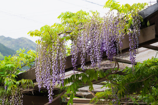 Fleurs de glycine violette tombant en cascade d&rsquo;une treille de jardin