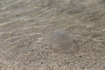 tombolo at amanohashidate in japan  © frdric