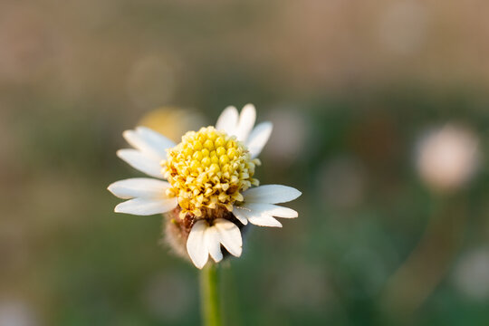 Close up shot of Tridax procumbens, commonly known as coatbuttons or tridax daisy.