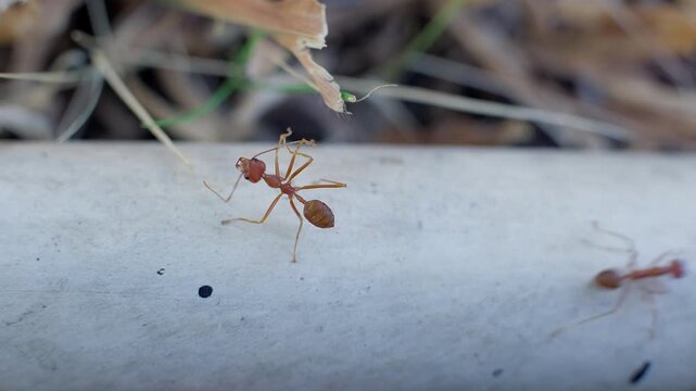 Macro shot of three reddish ants. They move purposefully near dry grass and leaves.