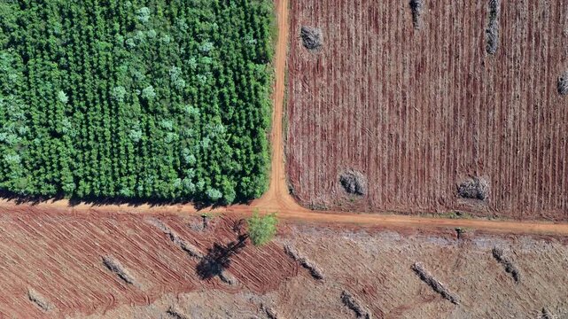 Top-down aerial of a forest plantation bordering recently cleared land in Misiones, Argentina, revealing deforestation patterns, exposed lateritic soil and forestry roads, drone forward flyover.